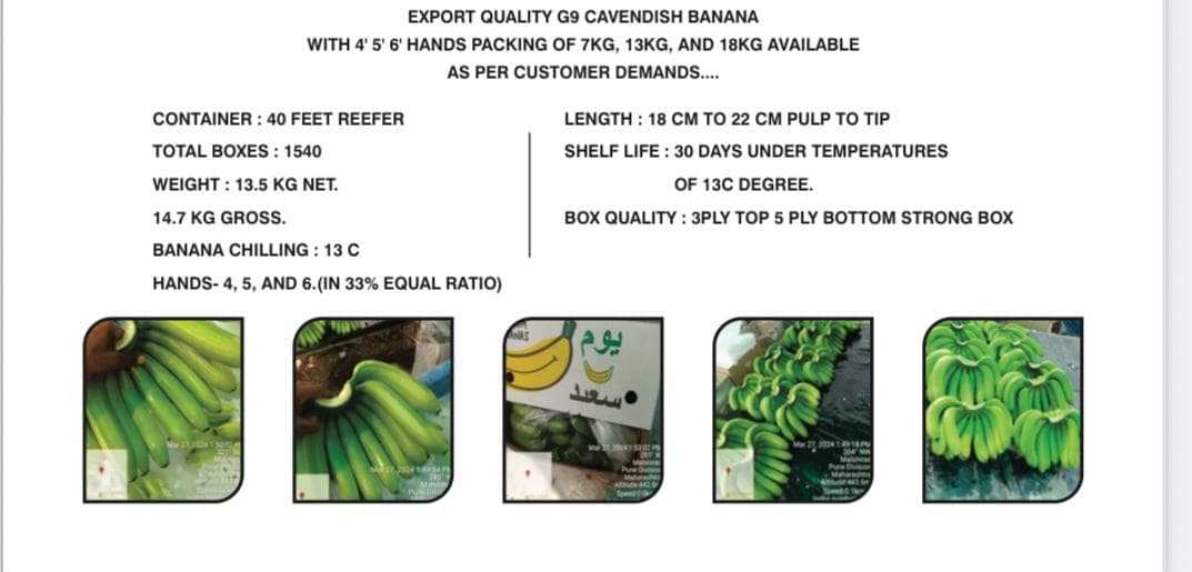 Export Quality G9 Cavendish Banana